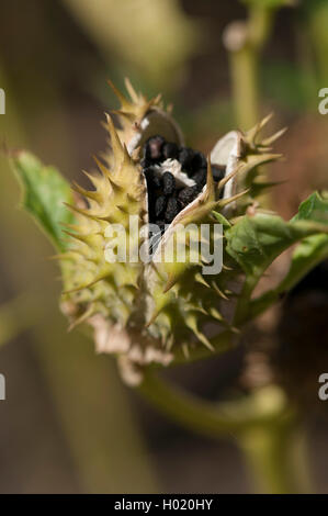 stramonium, jimsonweed, thornapple, jimson weed (Datura stramonium), open fruit with seeds, Germany Stock Photo