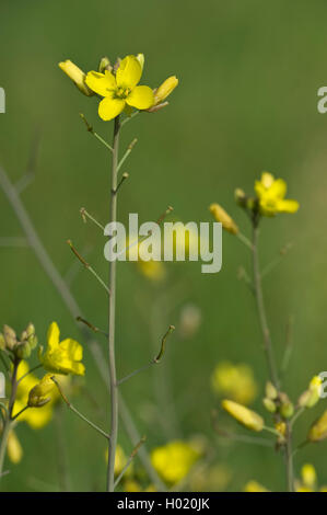 wall rocket, perennial wall-rocket, slime-leaf wallrocket (Diplotaxis tenuifolia), flowers, Germany Stock Photo