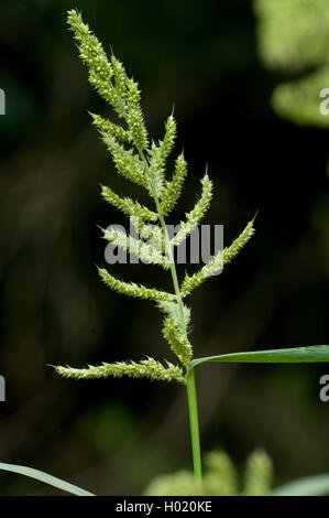 barnyard grass, cockspur grass (Echinochloa crus-galli, Echinochloa crusgalli), inflorescence, Germany Stock Photo