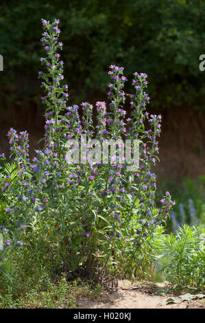 blueweed, blue devil, viper's bugloss, common viper's-bugloss (Echium vulgare), blooming, Germany Stock Photo