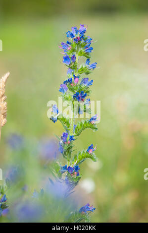 blueweed, blue devil, viper's bugloss, common viper's-bugloss (Echium vulgare), inflorescence, Germany Stock Photo