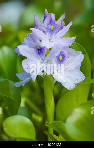 waterhyacinth, common water-hyacinth (Eichhornia crassipes), inflorescence Stock Photo