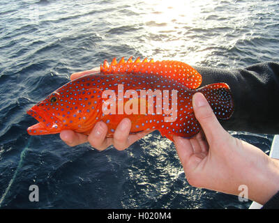 blue-spotted rockcod, coral trout, coral hind (Cephalopholis miniata), in hands, Egypt, Red Sea Stock Photo