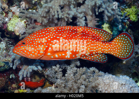 blue-spotted rockcod, coral trout, coral hind (Cephalopholis miniata), swimming in front of coral reef, Egypt, Red Sea Stock Photo