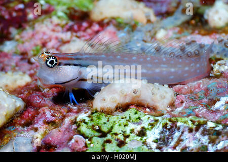 combtooth blenny (Ecsenius dentex), at coral reef, Egypt, Red Sea Stock Photo