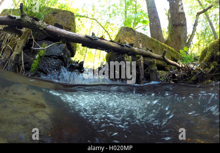 forest creek, split-level, Germany, North Rhine-Westphalia Stock Photo