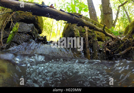 forest creek, split-level, Germany, North Rhine-Westphalia Stock Photo