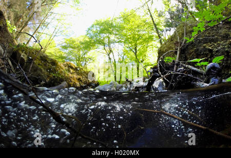 forest creek, split-level, Germany, North Rhine-Westphalia Stock Photo