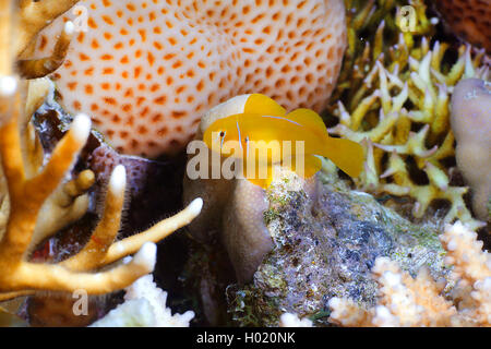 lemon goby (Gobiodon citrinus), at coral reef, Egypt, Red Sea Stock Photo
