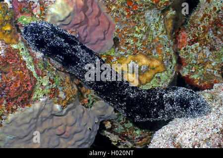black sea cucumber (Holothuria atra), at coral reef, Egypt, Red Sea Stock Photo