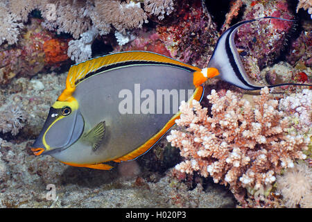 Blonde Naso Tang (Naso elegans), at coral reef, Egypt, Red Sea Stock Photo