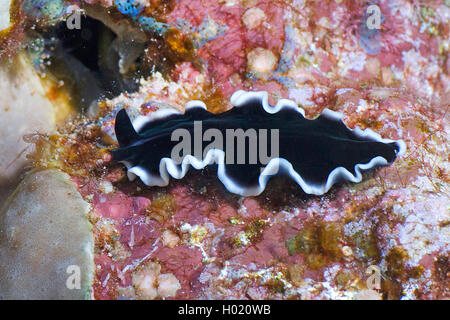 flatworm (Pseudoceros spec.), in coral reef, Egypt, Red Sea Stock Photo