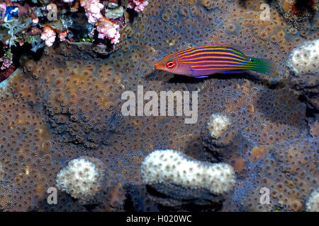 Six-line wrasse (Pseudocheilinus hexataenia), at coral reef, Egypt, Red Sea Stock Photo