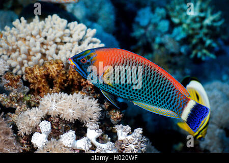Chiseltooth wrasse (Pseudodax mollucanus), at coral reef, Egypt, Red Sea Stock Photo
