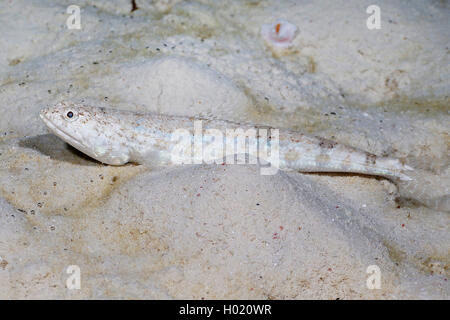 Graceful lizardfish (Saurida gracilis), on sea bottom, Egypt, Red Sea Stock Photo