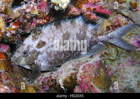 Rabbitfishes (Siganus spec.), at coral reef, Egypt, Red Sea Stock Photo