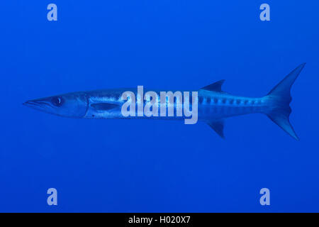 blackfin barracuda (Sphyraena qenie), swimming, Egypt, Red Sea Stock Photo