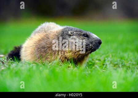 alpine marmot (Marmota marmota), sitting in a meadow, France, Ecrins National Park Stock Photo