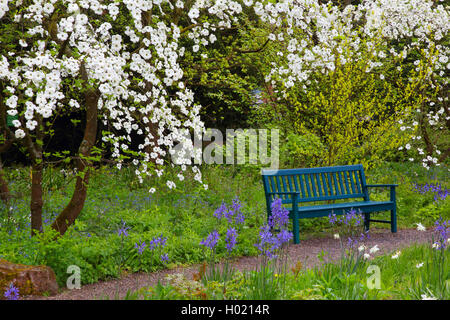 Western Flowering Dogwood, Mountain Dogwood, Pacific Dogwood (Cornus nuttallii), with park bench in spring, Germany Stock Photo