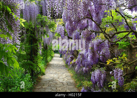 Japanese wisteria (Wisteria floribunda, Wisteria brachybotrys), blooming, Germany Stock Photo