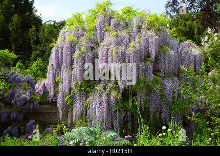 Japanese wisteria (Wisteria floribunda, Wisteria brachybotrys), blooming, Germany Stock Photo