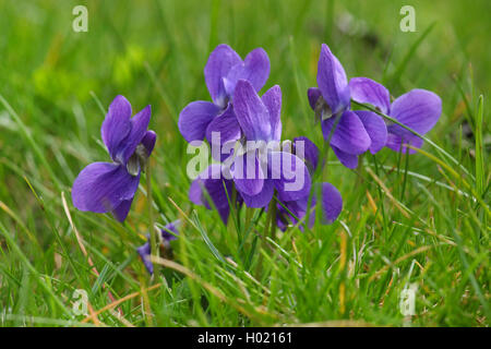 early dog-violet (Viola reichenbachiana), blooming in a meadow, Germany Stock Photo