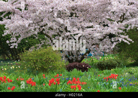 Tokyo Sherry, Yoshino cherry, Potomac cherry (Prunus x yedoensis, Prunus yedoensis, Prunus speciosa x Prunus subhirtella), blooming, Germany Stock Photo