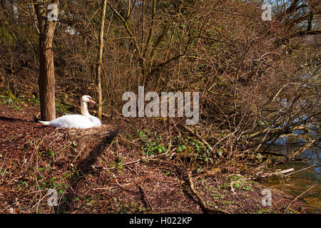 mute swan (Cygnus olor), breeding on the nest at the riverbank of the Neckar, Germany, Baden-Wuerttemberg Stock Photo