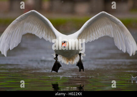 mute swan (Cygnus olor), starting from the water, front view, Germany, Baden-Wuerttemberg Stock Photo