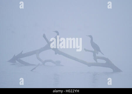 great cormorant (Phalacrocorax carbo), two cormorants on branches on a pond in morning mist, Germany Stock Photo