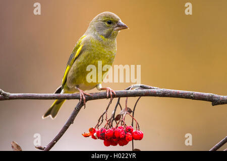 western greenfinch (Carduelis chloris), sitting on a branch with red berries, Germany Stock Photo