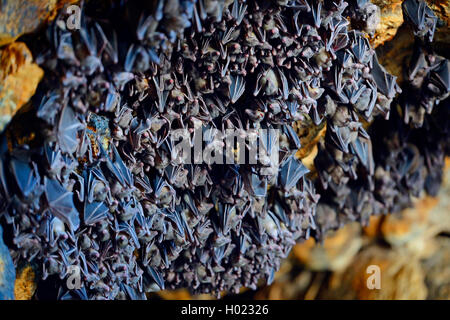 hundreds of bats in a cave directly above the altar of the bat temple Goa Lawah, Indonesia, Bali Stock Photo