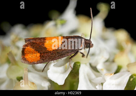 Tortrix moths (Pammene aurana, Pyralis aurana, Laspeyresia aurana), on an inflorescence, Germany Stock Photo