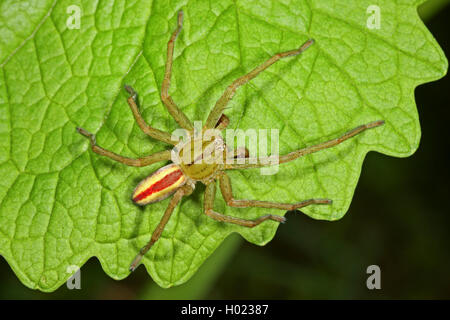 Green huntsman spider, Green spider (Micrommata virescens, Micrommata rosea, Micrommata roseum, Micrommata viridissima), male, Germany Stock Photo