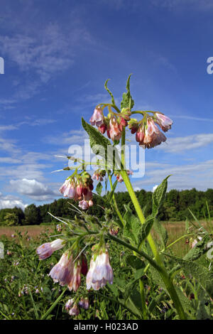 Russian comfrey (Symphytum x uplandicum, Symphytum uplandicum), blooming, Germany Stock Photo