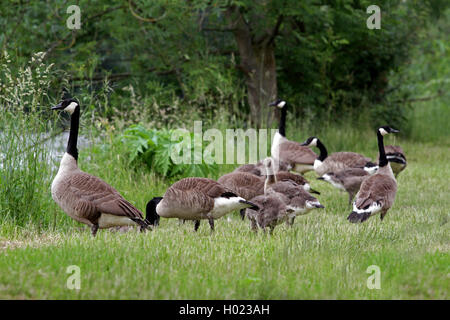 Canada goose (Branta canadensis), Canada geese with young animals in a meadow at a shore, Germany, North Rhine-Westphalia Stock Photo