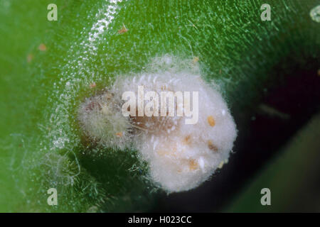 Citrus mealybug, Common mealybug, Citrus scale (Pseudococcus citri, Planococcus citri, Dactylopius citri), female Stock Photo