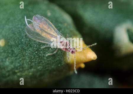 Citrus mealybug, Common mealybug, Citrus scale (Pseudococcus citri, Planococcus citri, Dactylopius citri), male Stock Photo