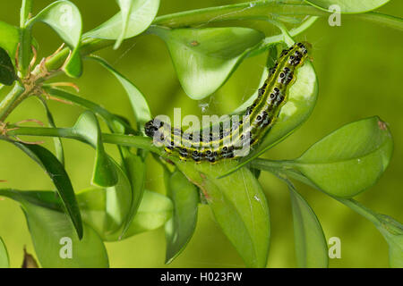 Box Tree Moth (Glyphodes perspectalis, Cydalima perspectalis), caterpillar feeding on box tree, Germany Stock Photo