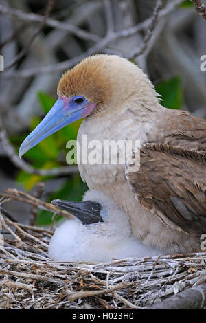 red-footed booby (Sula sula), brown form, with chick on the nest, Ecuador, Galapagos Islands, Genovesa Stock Photo