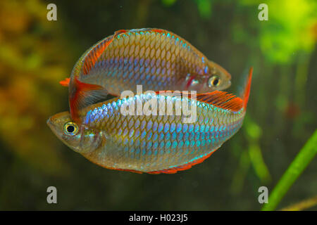 Dwarf rainbowfish, Neon rainbow (Melanotaenia praecox), rivaling males Stock Photo