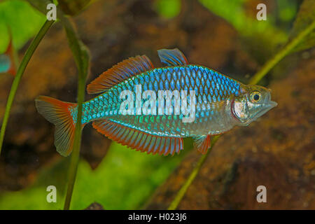 Dwarf rainbowfish, Neon rainbow (Melanotaenia praecox), impressive male Stock Photo