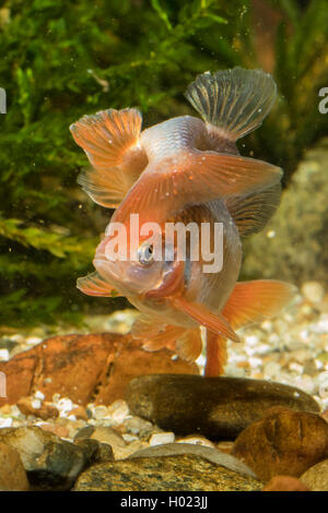 red shiner (Notropis lutrensis, Cyprinella lutrensis), rivaling males Stock Photo
