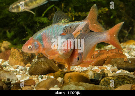 red shiner (Notropis lutrensis, Cyprinella lutrensis), rivaling males Stock Photo