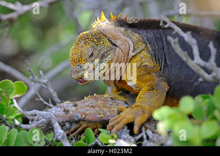 Galapagos land iguana (Conolophus subcristatus), feeding on the fruits of Opuntia, Ecuador, Galapagos Islands, Plaza Sur Stock Photo