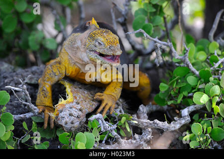 Galapagos land iguana (Conolophus subcristatus), feeding on the fruits of Opuntia, Ecuador, Galapagos Islands, Plaza Sur Stock Photo