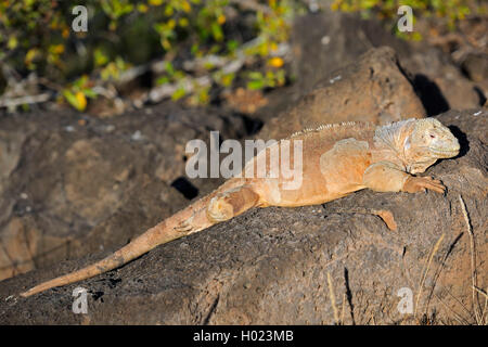 Barrington Land Iguana, Santa Fe Land Iguana (Conolophus pallidus), sunbathing on a rock, Ecuador, Galapagos Islands, Santa Fe Stock Photo