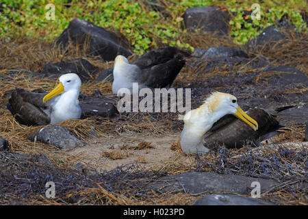 Waved albatross, Galapagos albatross (Diomedea irrorata, Phoebastria irrorata), three breeding albatrosses, Ecuador, Galapagos Islands, Espanola Stock Photo