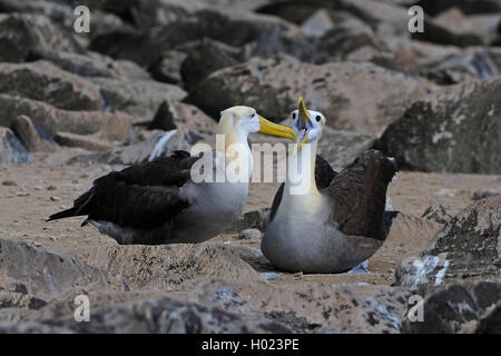 Waved albatross, Galapagos albatross (Diomedea irrorata, Phoebastria irrorata), two albatrosses at the coast, Ecuador, Galapagos Islands, Espanola Stock Photo