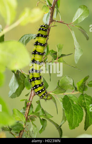 Emperor moth, Small Emperor Moth (Saturnia pavonia, Eudia pavonia, Pavonia pavonia), caterpillar feeds on sloe, Germany Stock Photo